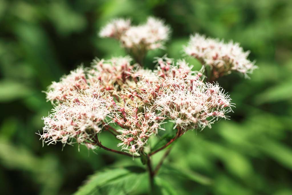 �ʐ^,�f��,����,�t���[,�t�H�g,�N���G�C�e�B�u�E�R�����Y,���i,�ǎ�,���R�A��, , , , 