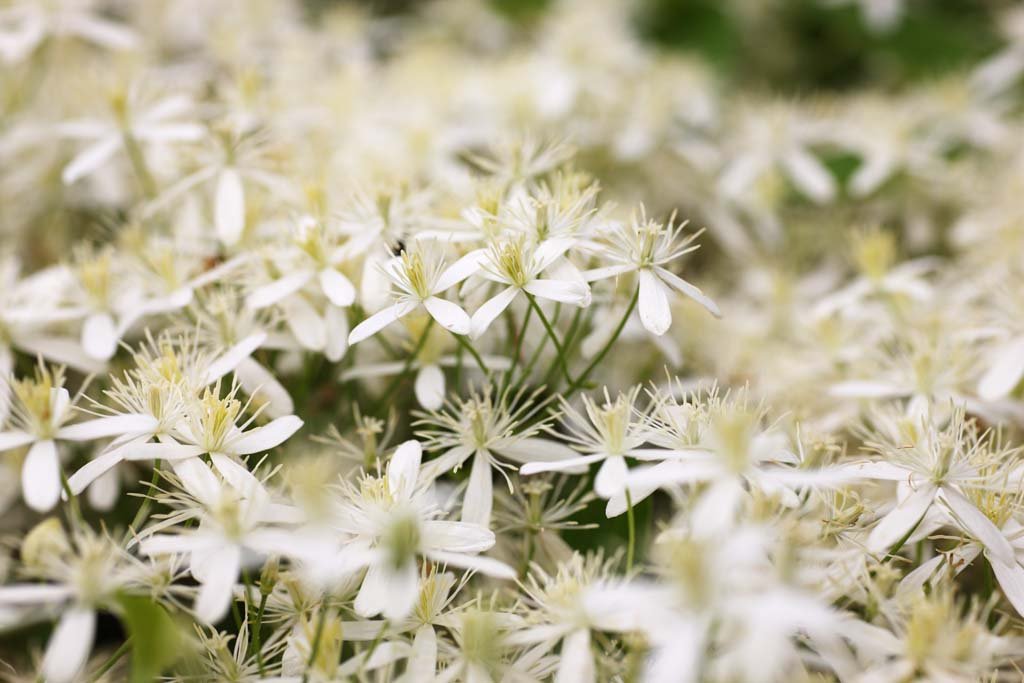 �ʐ^,�f��,����,�t���[,�t�H�g,�N���G�C�e�B�u�E�R�����Y,���i,�ǎ�,��l��, , , , 