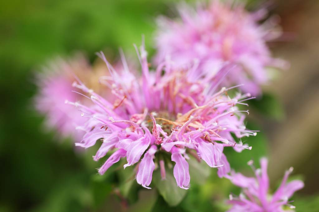 �ʐ^,�f��,����,�t���[,�t�H�g,�N���G�C�e�B�u�E�R�����Y,���i,�ǎ�,�J�E�X���b�v, , , , 