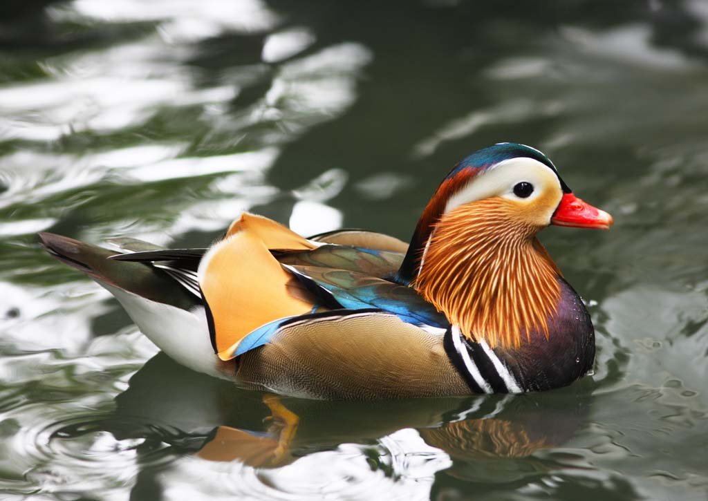 photo,material,free,landscape,picture,stock photo,Creative Commons,Couple of lovebirds, , , , 