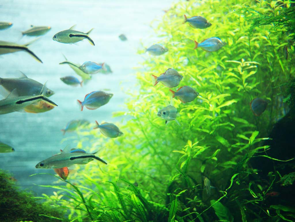 �ʐ^,�f��,����,�t���[,�t�H�g,�N���G�C�e�B�u�E�R�����Y,���i,�ǎ�,�M�ы�, , , , 