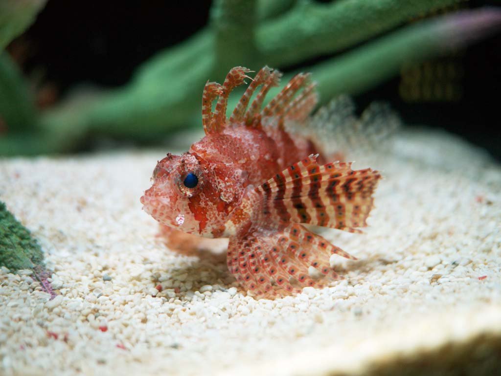 �ʐ^,�f��,����,�t���[,�t�H�g,�N���G�C�e�B�u�E�R�����Y,���i,�ǎ�,���}�m�J�~, , , , 