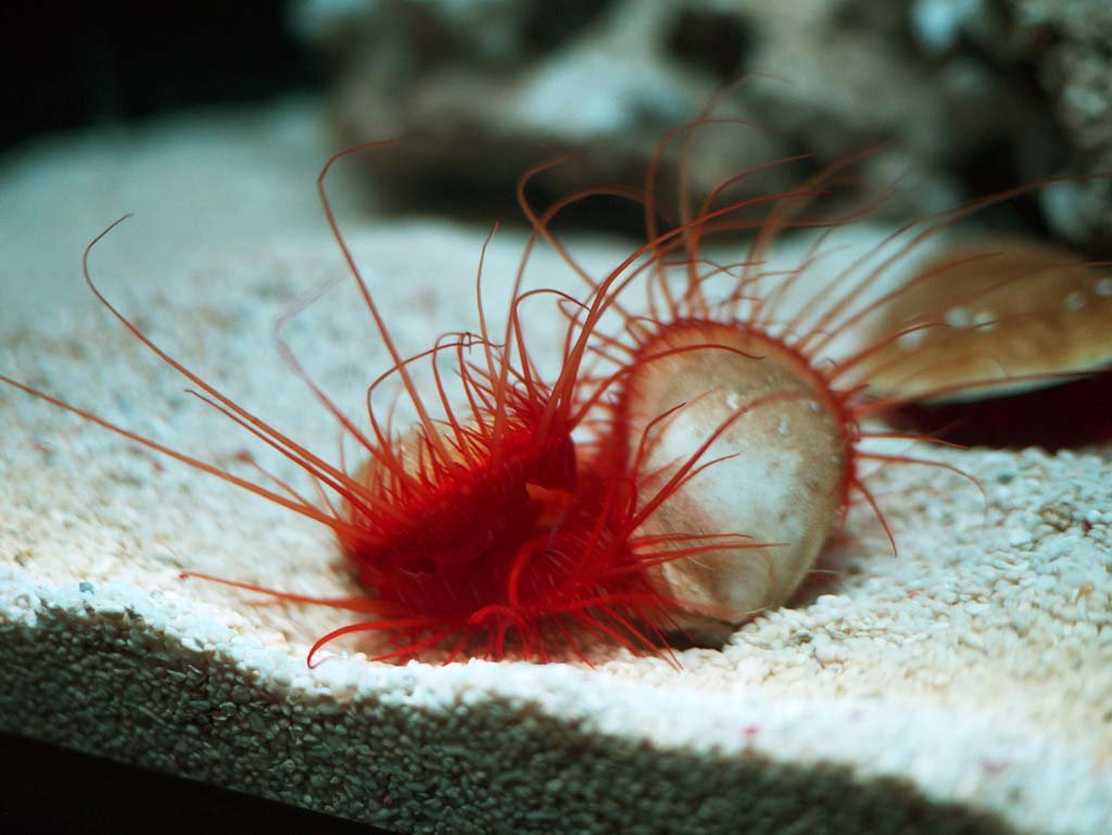 �ʐ^,�f��,����,�t���[,�t�H�g,�N���G�C�e�B�u�E�R�����Y,���i,�ǎ�,�E�R���n�l�K�C, , , , 