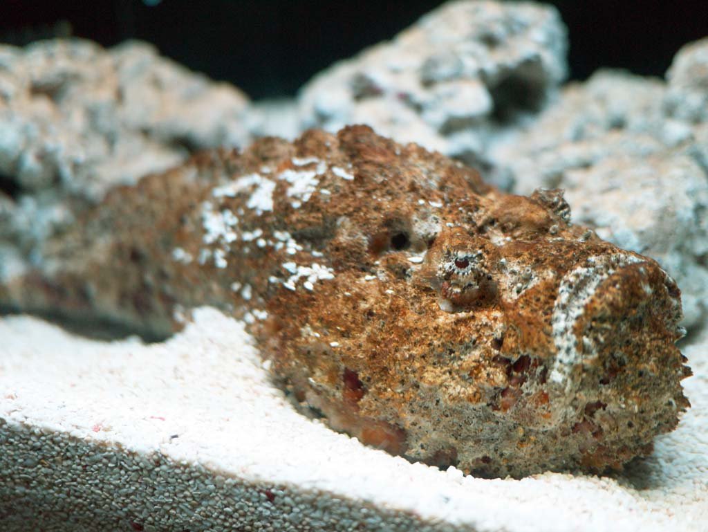 �ʐ^,�f��,����,�t���[,�t�H�g,�N���G�C�e�B�u�E�R�����Y,���i,�ǎ�,�I�j�_���}�I�R�[, , , , 