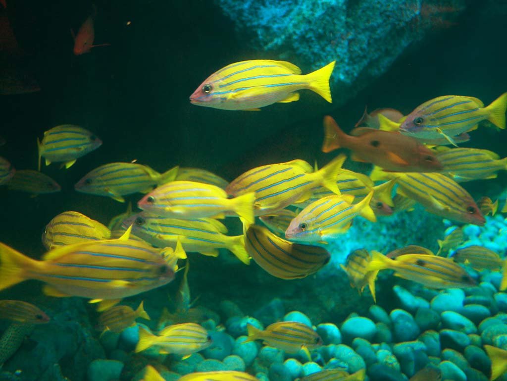 �ʐ^,�f��,����,�t���[,�t�H�g,�N���G�C�e�B�u�E�R�����Y,���i,�ǎ�,���̌Q��, , , , 