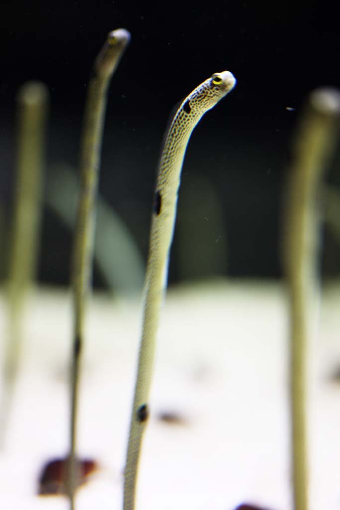 �ʐ^,�f��,����,�t���[,�t�H�g,�N���G�C�e�B�u�E�R�����Y,���i,�ǎ�,�`���A�i�S, , , , 