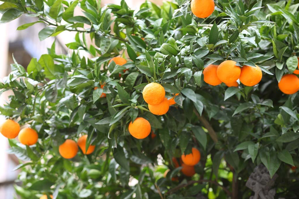 �ʐ^,�f��,����,�t���[,�t�H�g,�N���G�C�e�B�u�E�R�����Y,���i,�ǎ�,�O���i�_�s��, , , , 