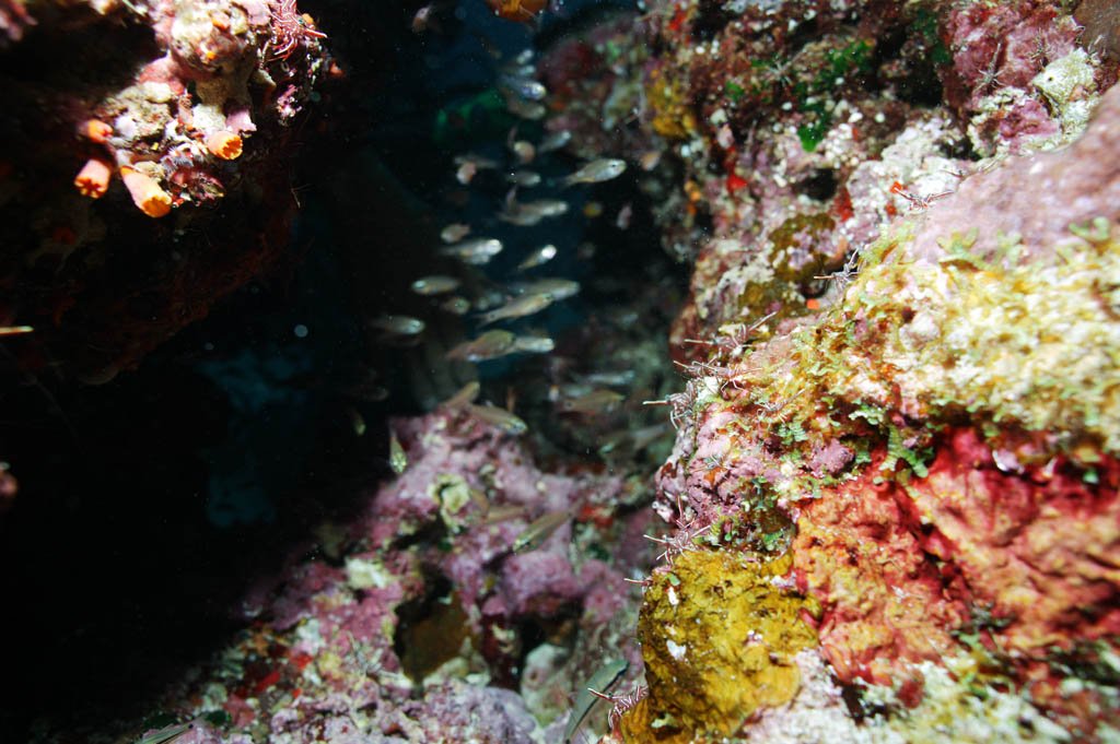 �ʐ^,�f��,����,�t���[,�t�H�g,�N���G�C�e�B�u�E�R�����Y,���i,�ǎ�,�G�r�̂��݂�, �G�r, ����, �C�V, ���