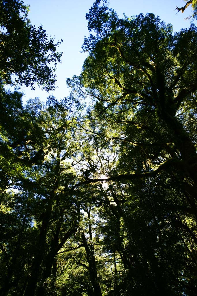 �ʐ^,�f��,����,�t���[,�t�H�g,�N���G�C�e�B�u�E�R�����Y,���i,�ǎ�,������, , , , 