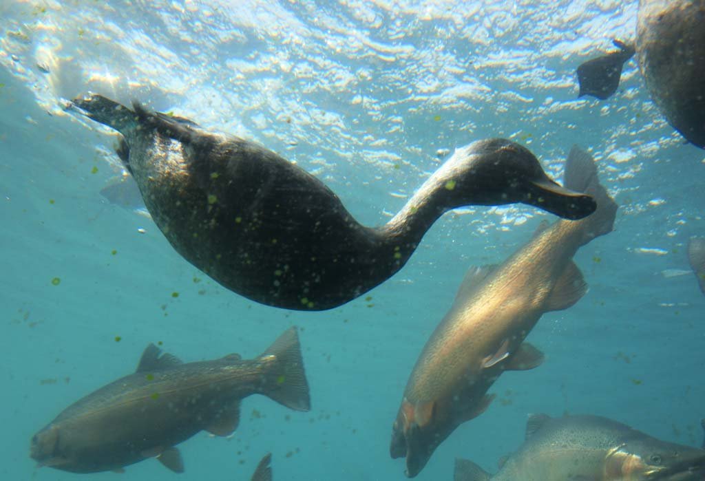 �ʐ^,�f��,����,�t���[,�t�H�g,�N���G�C�e�B�u�E�R�����Y,���i,�ǎ�,�J��, , , , 