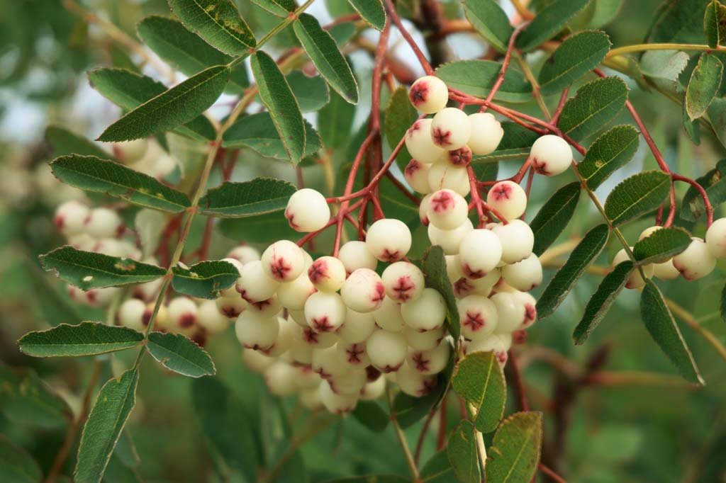 �ʐ^,�f��,����,�t���[,�t�H�g,�N���G�C�e�B�u�E�R�����Y,���i,�ǎ�,�؂̎�, , , , 