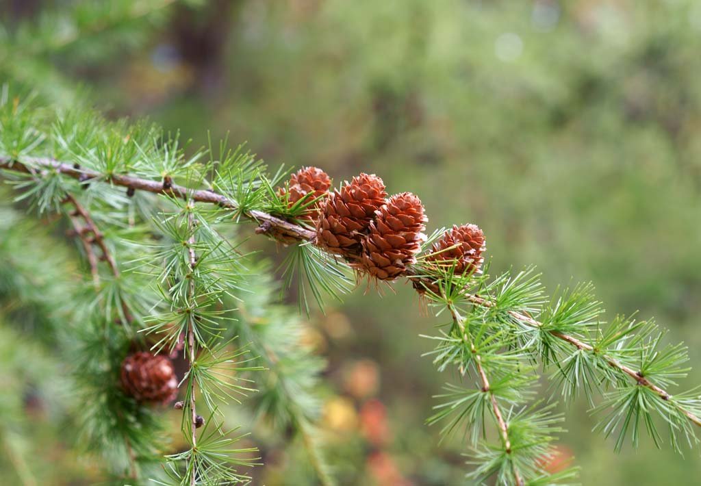 photo,material,free,landscape,picture,stock photo,Creative Commons,Conifer real, , , , 