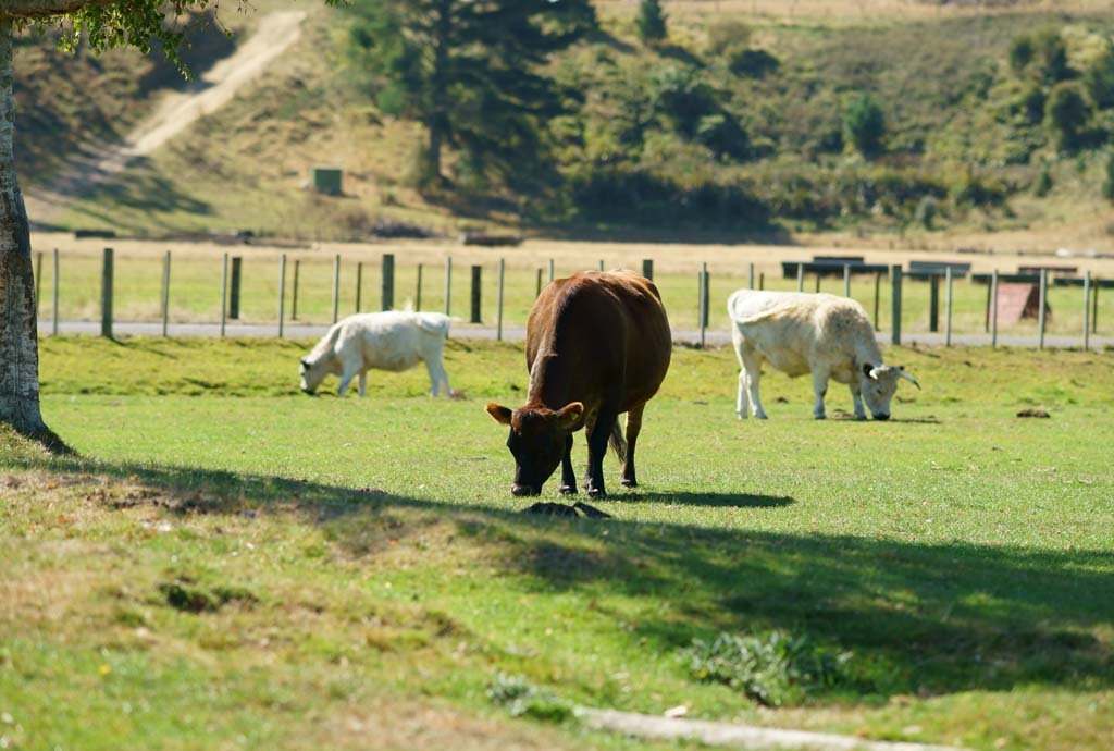 �ʐ^,�f��,����,�t���[,�t�H�g,�N���G�C�e�B�u�E�R�����Y,���i,�ǎ�,��, , , , 