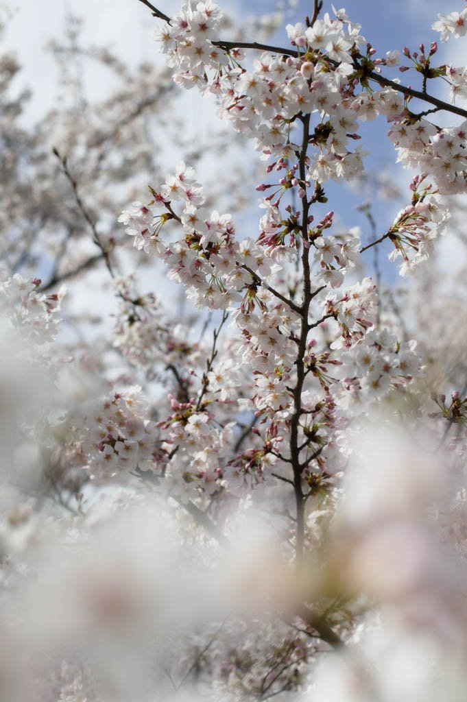 photo,material,free,landscape,picture,stock photo,Creative Commons,Spring of a Yoshino cherry tree, cherry tree, , , Yoshino cherry tree