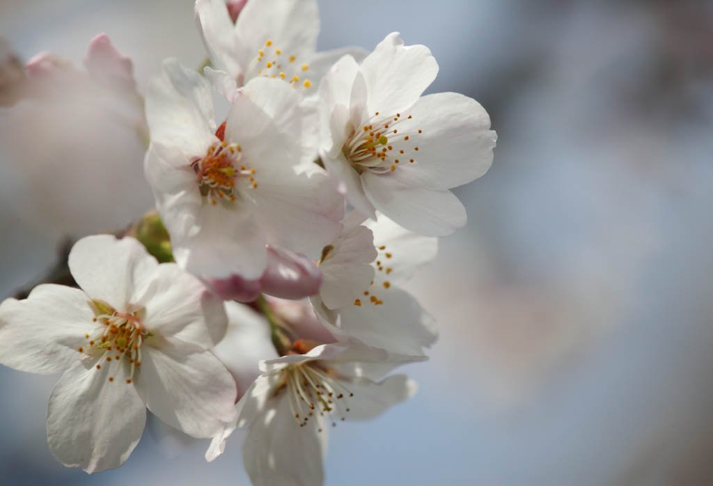 photo,material,free,landscape,picture,stock photo,Creative Commons,Spring of a Yoshino cherry tree, cherry tree, , , Yoshino cherry tree
