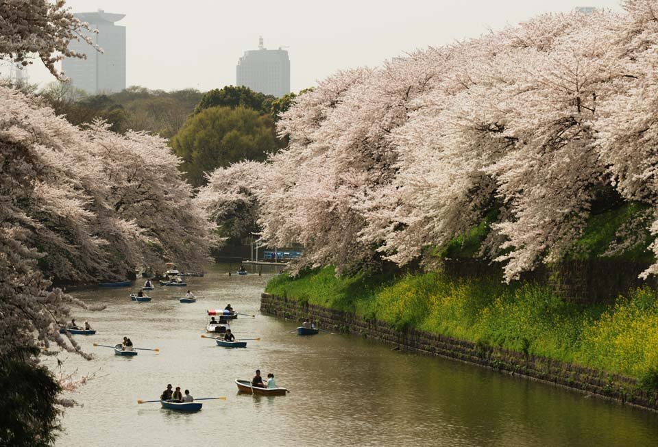 photo,material,free,landscape,picture,stock photo,Creative Commons,A cherry tree of a plover �� deep water, cherry tree, moat, boat, Yoshino cherry tree