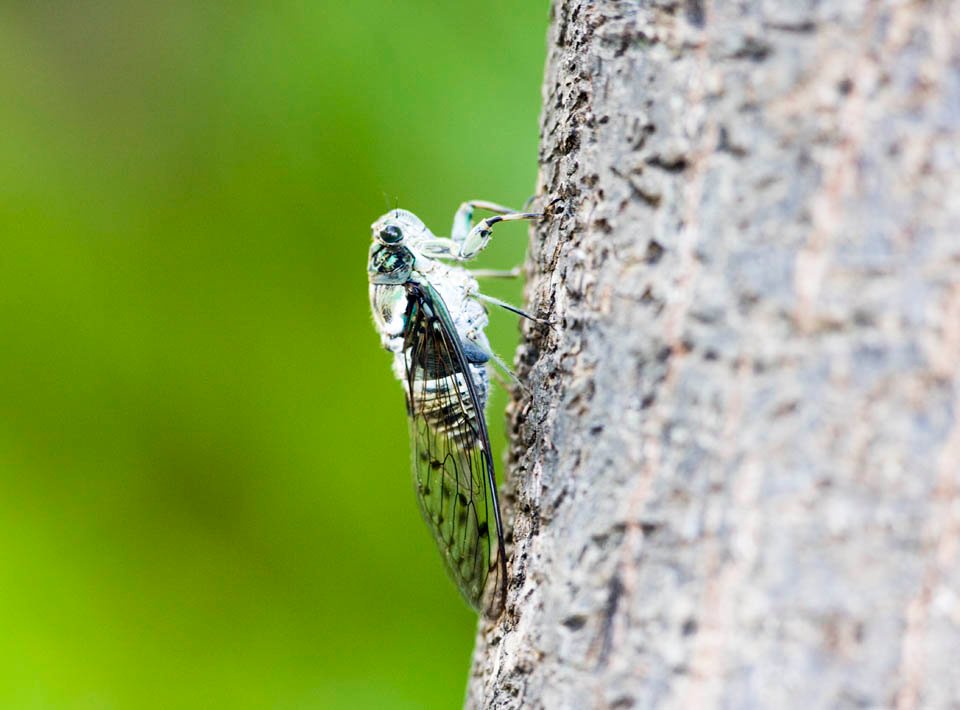 photo,material,free,landscape,picture,stock photo,Creative Commons,A cicada, cicada, Cigala, , The bark