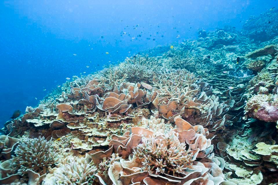 photo,material,free,landscape,picture,stock photo,Creative Commons,Cabbage coral, coral reef, Coral, In the sea, underwater photograph