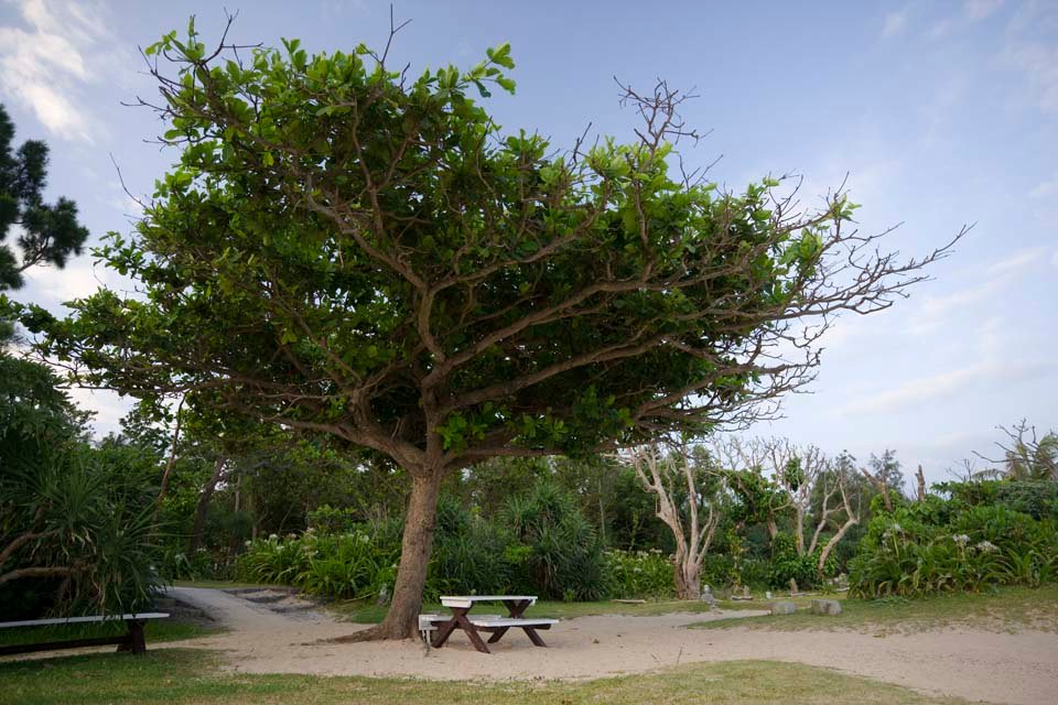 photo,material,free,landscape,picture,stock photo,Creative Commons,A southern country bench, bench, chair, tree, blue sky