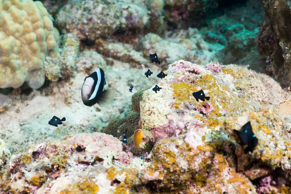 photo,material,free,landscape,picture,stock photo,Creative Commons,An anemone fish family, , anemone fish, , seanemone