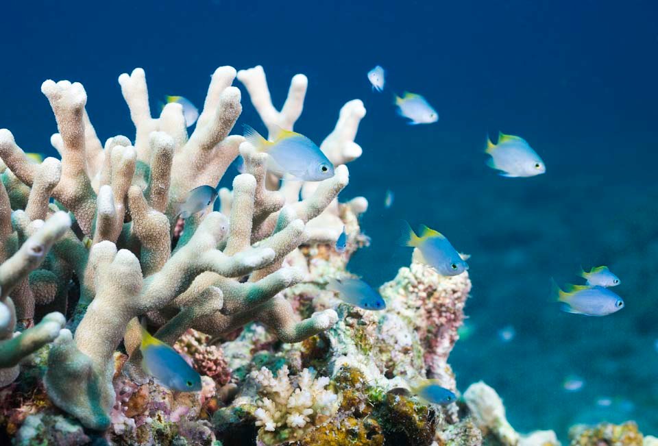 �ʐ^,�f��,����,�t���[,�t�H�g,�N���G�C�e�B�u�E�R�����Y,���i,�ǎ�,���F�̊C�̕��, �T���S��, ����, �M�ы�, ��