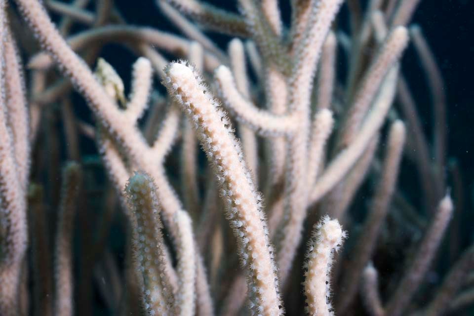 photo,material,free,landscape,picture,stock photo,Creative Commons,Cavernularia obesa, Coral, Cavernulariobesa, feeler, 