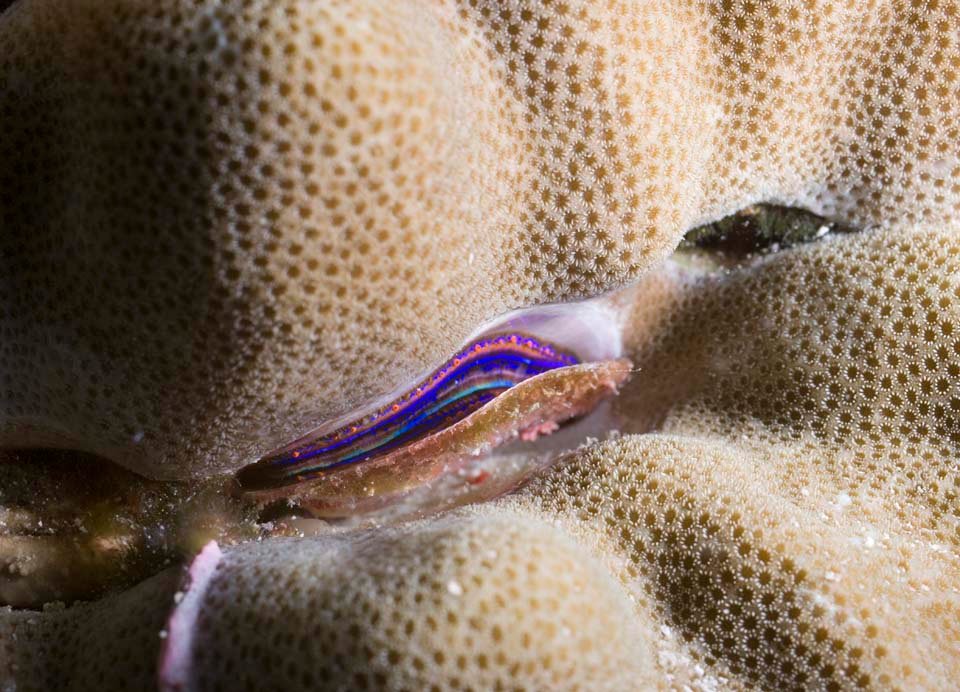 photo,material,free,landscape,picture,stock photo,Creative Commons,The coral which means a lot, shellfish, , Coral, 