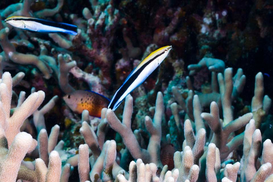 �ʐ^,�f��,����,�t���[,�t�H�g,�N���G�C�e�B�u�E�R�����Y,���i,�ǎ�,�z���\�����P�x��, �z���\�����P�x��, �N���[�i�[, �T���S, �X��