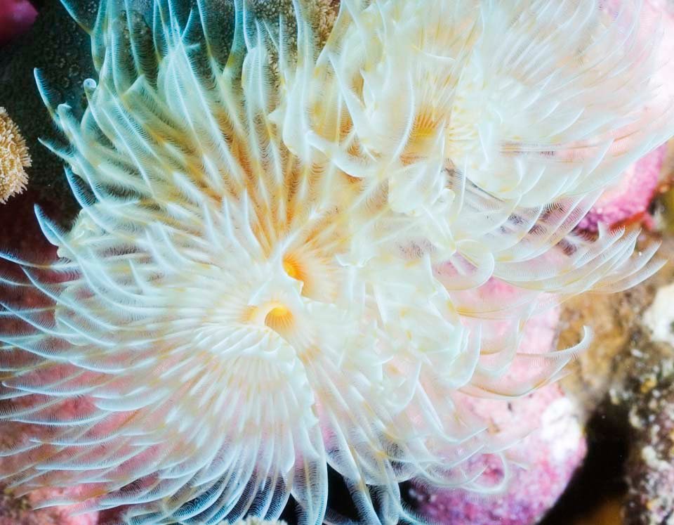 photo,material,free,landscape,picture,stock photo,Creative Commons,A dance of a robe of an angel, ||, Coral, , feeler