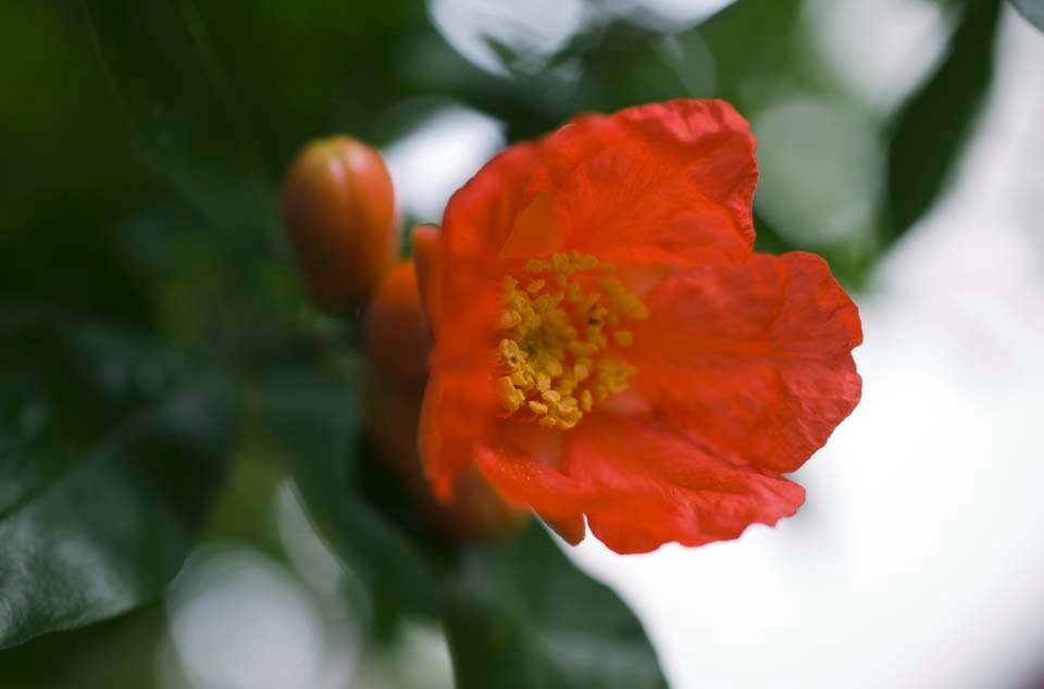 photo,material,free,landscape,picture,stock photo,Creative Commons,A Zakuro flower, , pomegranate, , 
