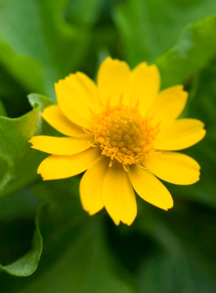 photo,material,free,landscape,picture,stock photo,Creative Commons,A yellow floret, Yellow, petal, pistil, 