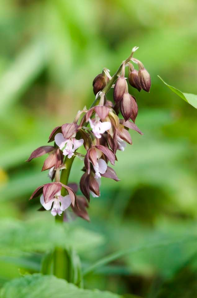 photo,material,free,landscape,picture,stock photo,Creative Commons,Ebine, lobster, Ebine, , 