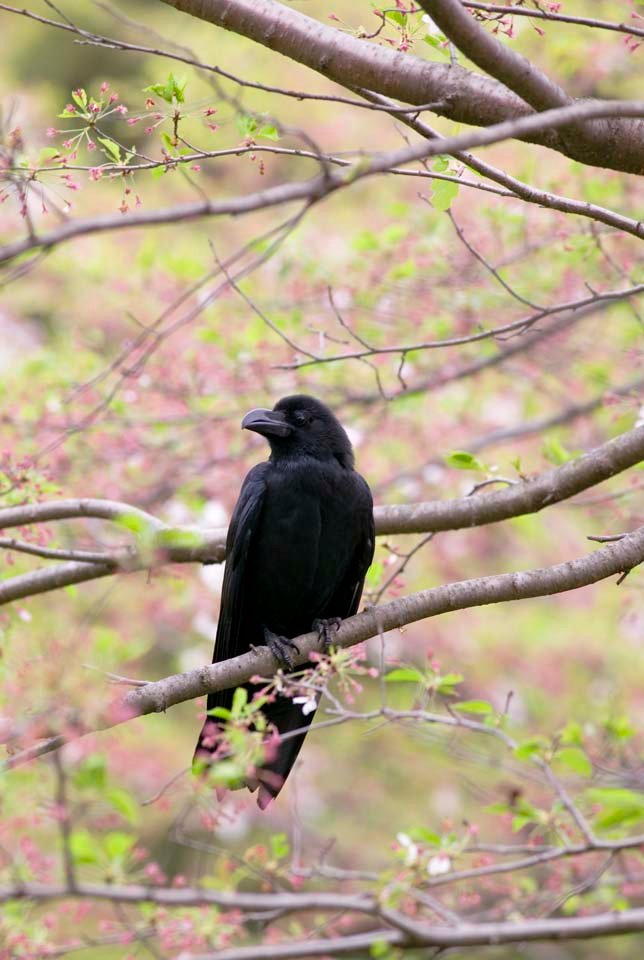 photo,material,free,landscape,picture,stock photo,Creative Commons,A crow, crow, , , 