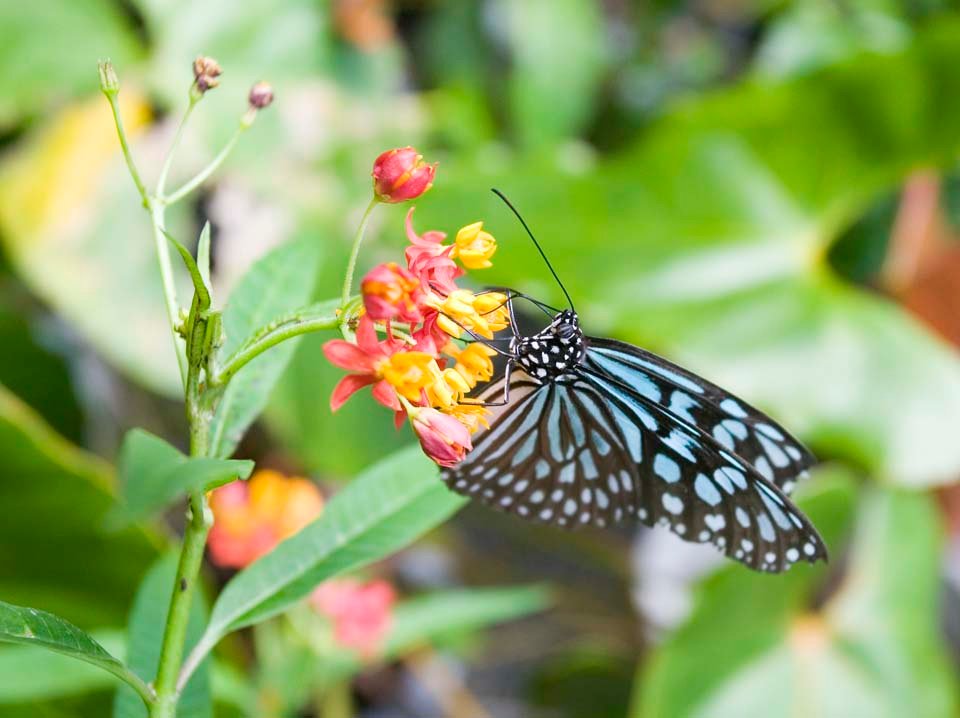 �ʐ^,�f��,����,�t���[,�t�H�g,�N���G�C�e�B�u�E�R�����Y,���i,�ǎ�,���̂��H��, ���傤, ���傤����, �`���E, ��