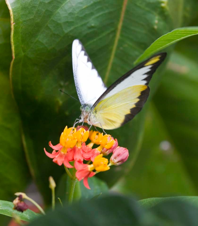 �ʐ^,�f��,����,�t���[,�t�H�g,�N���G�C�e�B�u�E�R�����Y,���i,�ǎ�,���̂��H��, ���傤, ���傤����, �`���E, ��