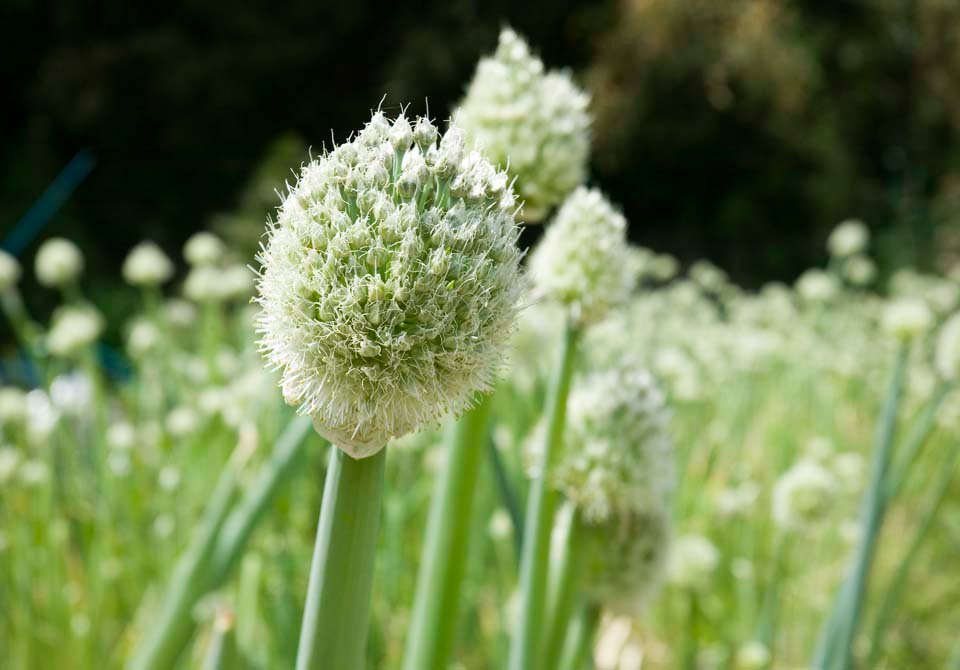 photo,material,free,landscape,picture,stock photo,Creative Commons,A leek Buddhist priest, leek, , , 
