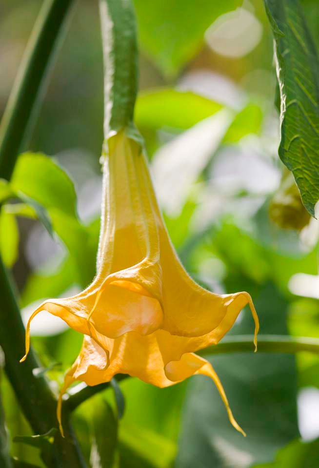 photo,material,free,landscape,picture,stock photo,Creative Commons,Flower, Yellow, , petal, 