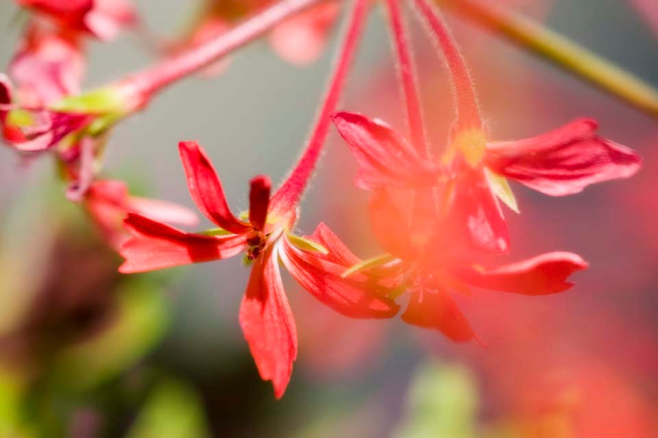 photo,material,free,landscape,picture,stock photo,Creative Commons,A red flower, Red, , , 