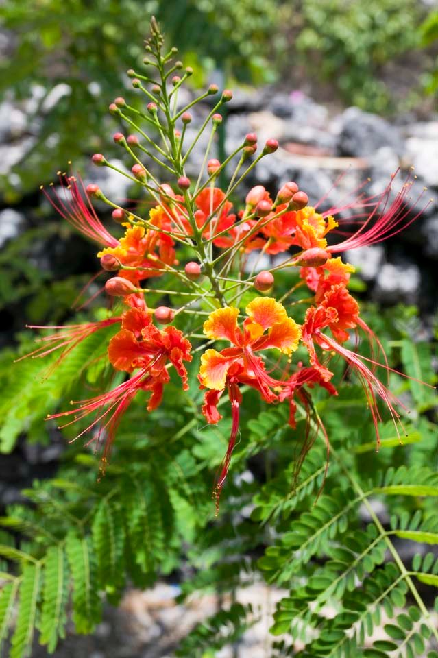 �ʐ^,�f��,����,�t���[,�t�H�g,�N���G�C�e�B�u�E�R�����Y,���i,�ǎ�,�z�E�z�E�{�N, �I�����W, �z�E�I�E�{�N, �I�n�C�E�E��, 