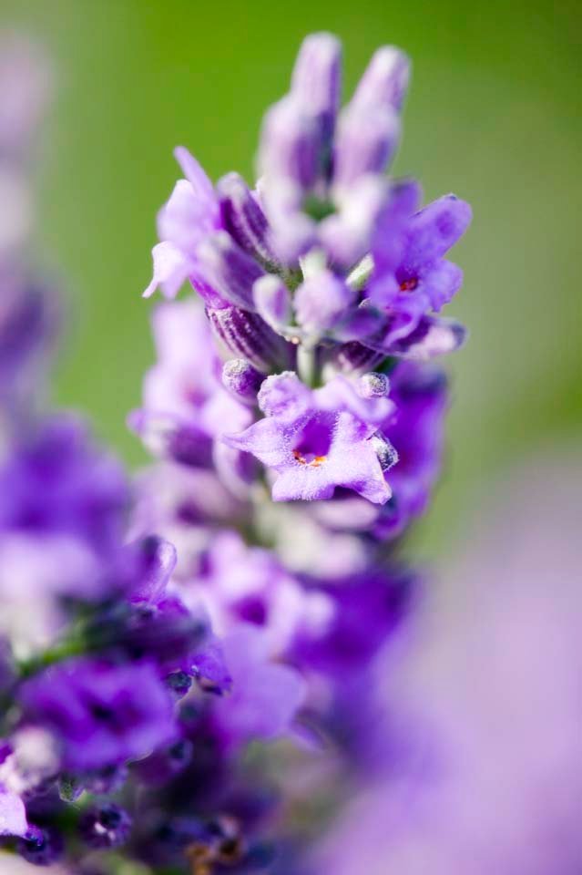photo,material,free,landscape,picture,stock photo,Creative Commons,A lavender, lavender, flower garden, Bluish violet, Herb