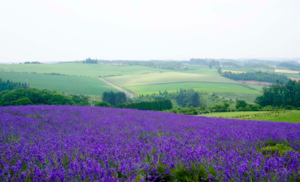 �ʐ^,�f��,����,�t���[,�t�H�g,�N���G�C�e�B�u�E�R�����Y,���i,�ǎ�,���x���_�[��, ���x���_�[, �Ԕ�, ��, �n�[�u