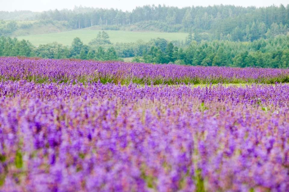 photo,material,free,landscape,picture,stock photo,Creative Commons,A lavender field, lavender, flower garden, Bluish violet, Herb