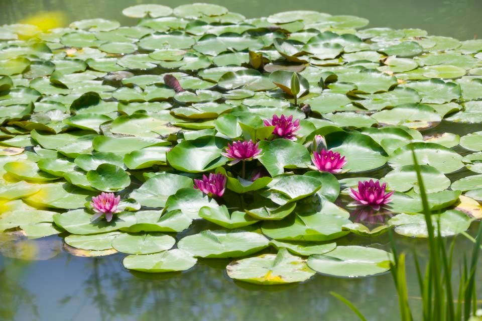 photo,material,free,landscape,picture,stock photo,Creative Commons,A water lily, , water lily, , 