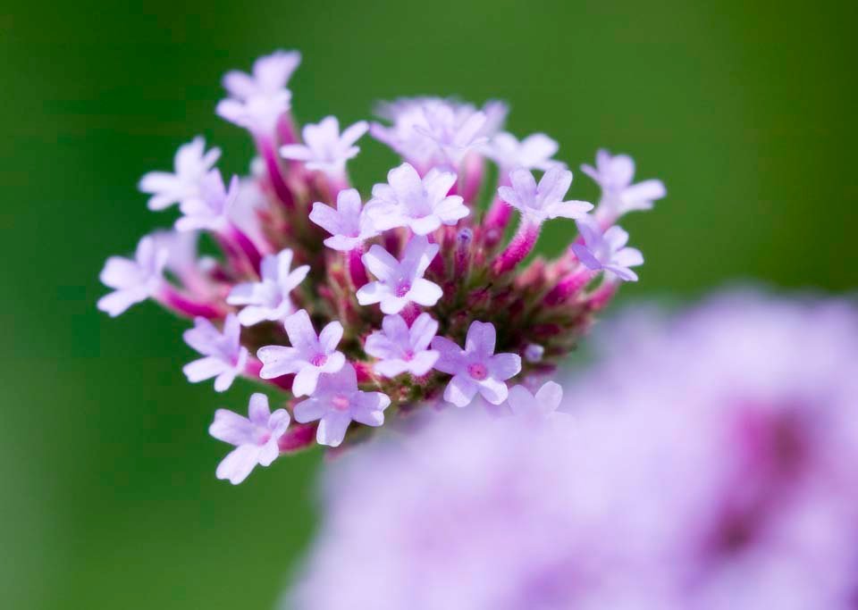 photo,material,free,landscape,picture,stock photo,Creative Commons,A pink floret, Pink, flower, , 
