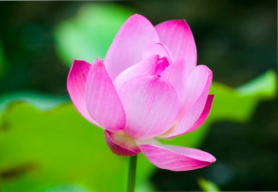 �ʐ^,�f��,����,�t���[,�t�H�g,�N���G�C�e�B�u�E�R�����Y,���i,�ǎ�,�n�X�̉�, �n�X, �@, �͂�, �s���N