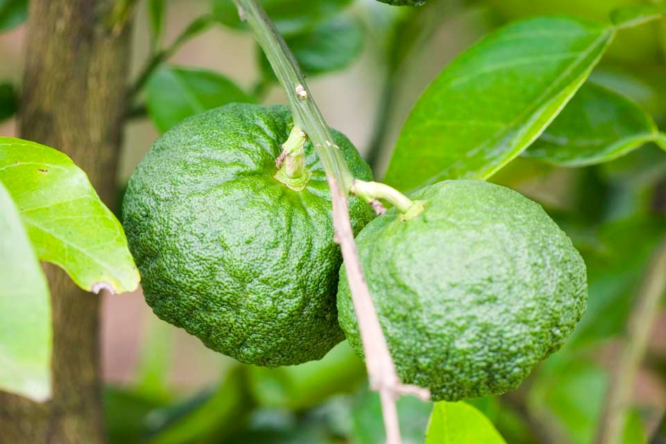 photo,material,free,landscape,picture,stock photo,Creative Commons,A young fruit of citron, mandarin orange, Citrus fruits, CKitsu, Citron