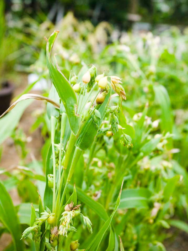 �ʐ^,�f��,����,�t���[,�t�H�g,�N���G�C�e�B�u�E�R�����Y,���i,�ǎ�,�n�g���M, �n�g���M, ���N�C�j��, , 