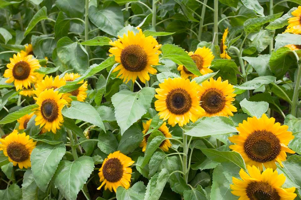 photo,material,free,landscape,picture,stock photo,Creative Commons,A sunflower, sunflower, , , 