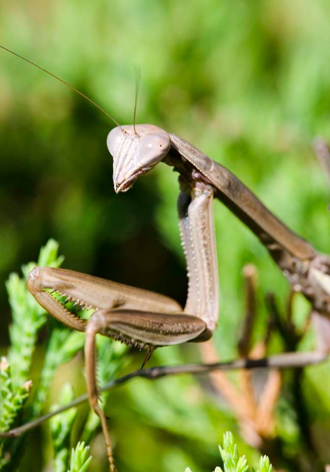 photo,material,free,landscape,picture,stock photo,Creative Commons,A mantis, mantis, , , 