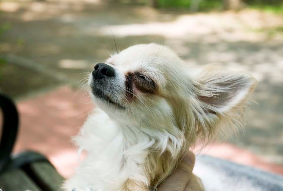 photo,material,free,landscape,picture,stock photo,Creative Commons,Deep emotion of Chihuahua, dog, small dog, , Chihuahua